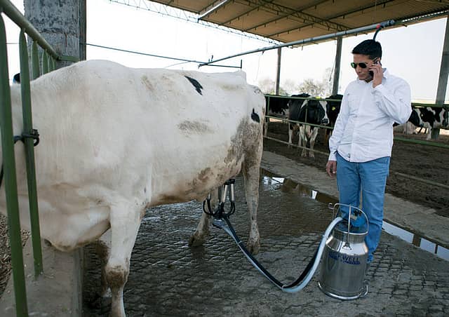 Mandeep Singh of Talwandi Khurd, whose 56 cows yield 1,100 litres of milk for Nestlé each day.