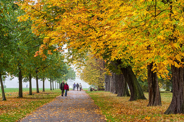 Autumnal trees, Hyde Park, London, England, UK.