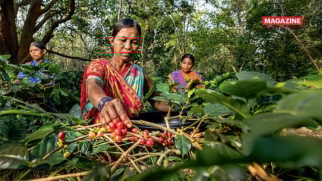 The new Indian espresso: Can specialty coffee remake a chai nation’s palate? 