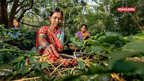 Farmers pick coffee cherries at a farm in the Kindiriguda village in the Koraput district of Odisha.