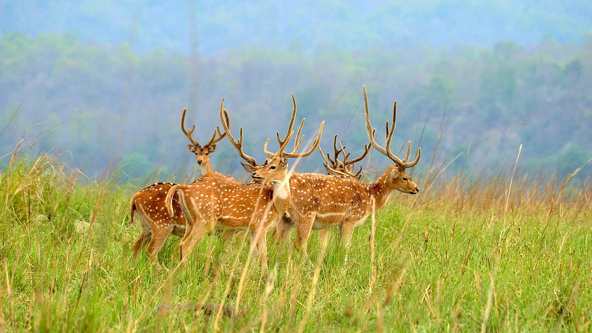 The Greens Zoological, Rescue and Rehabilitation Centre operates under Vantara, which initiative aims to strengthen biodiversity in one of Asia’s largest grassland ecosystems.

