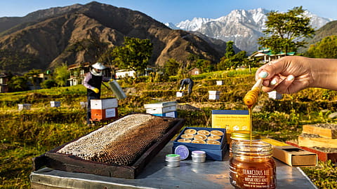 Bee farming at the Tenacious Bee Collective farm in the Kangra district of Himachal Pradesh.