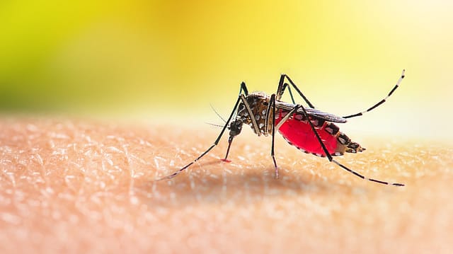 Dengue fever upsurge: Karnataka, Tamil Nadu, Maharashtra and Kerala turn hotspots Dengue fever upsurge: Karnataka, Tamil Nadu, Maharashtra and Kerala turn hotspots
