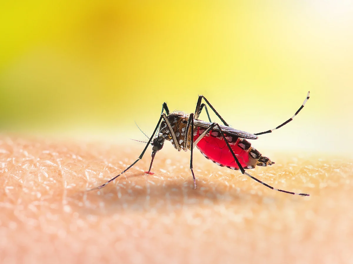 The study says individuals aged 11 to 30 have the highest dengue positivity rates, when compared to other age groups.