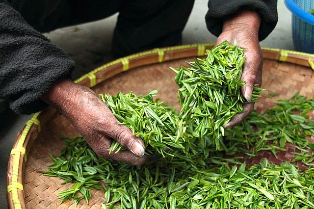 GST cuts on processed food can spark consumption, manufacturing and farmer incomes, govt says