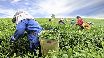 Tea blossom extracts rich in potent bioactive compounds, can be natural energy boosters, finds study