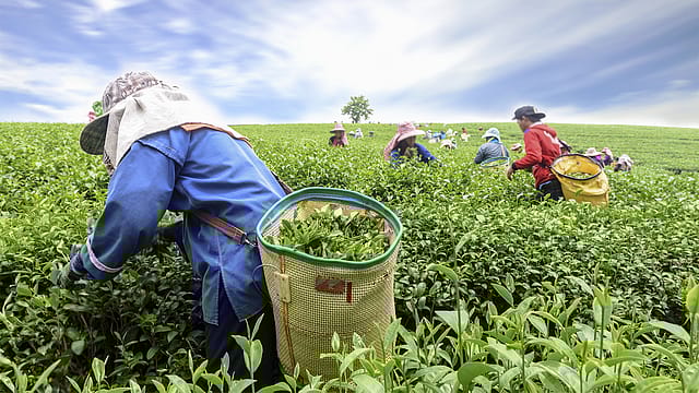 Tea blossom extracts rich in potent bioactive compounds, can be natural energy boosters, finds study