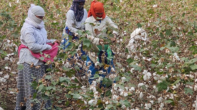 Threads of change: Reweaving the fabric of India’s cotton sector Threads of change: Reweaving the fabric of India’s cotton sector