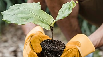 India-Netherlands PPP to introduce Dutch greenhouse technology for high-value horticulture in India