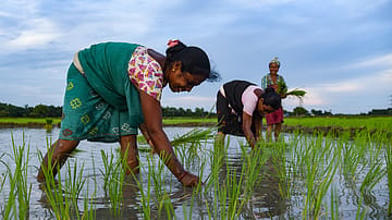 ​Agriculture still employs 43% of workforce despite decades-long transition: SBI Research