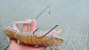 India’s shrimp exports a thorn in the eye for Trump amid FTA talks, impending section 301 probe