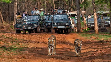 Royal Ranthambore’s roar for t