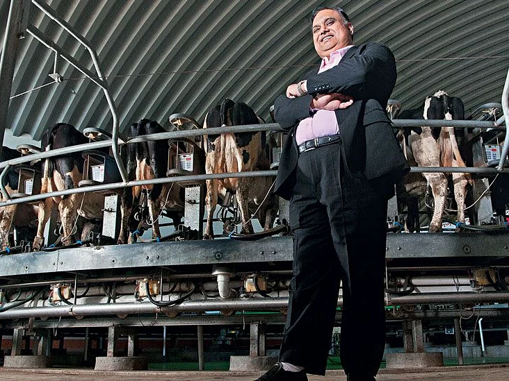 Devendra Shah, chairman of parag milk foods, with some of the company’s 3,800 swiss cows at its plant near pune