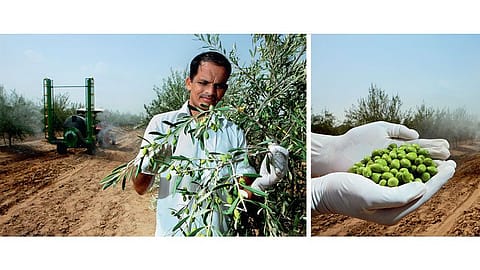 FRUITS OF LABOUR: When high-tech irrigation systems meet old-fashioned hard work, even the desert bears fruit. The first few olives from ROCL’s fledgling project in Rajasthan.