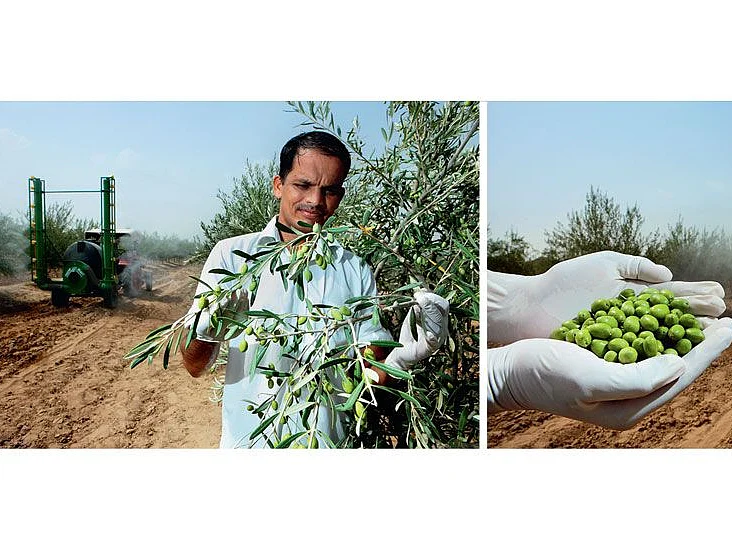 FRUITS OF LABOUR: When high-tech irrigation systems meet old-fashioned hard work, even the desert bears fruit. The first few olives from ROCL’s fledgling project in Rajasthan.