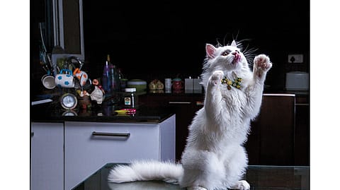 HELLO KITTY: Demand for cats such as Kitty, a Persian, has been rising steadily.