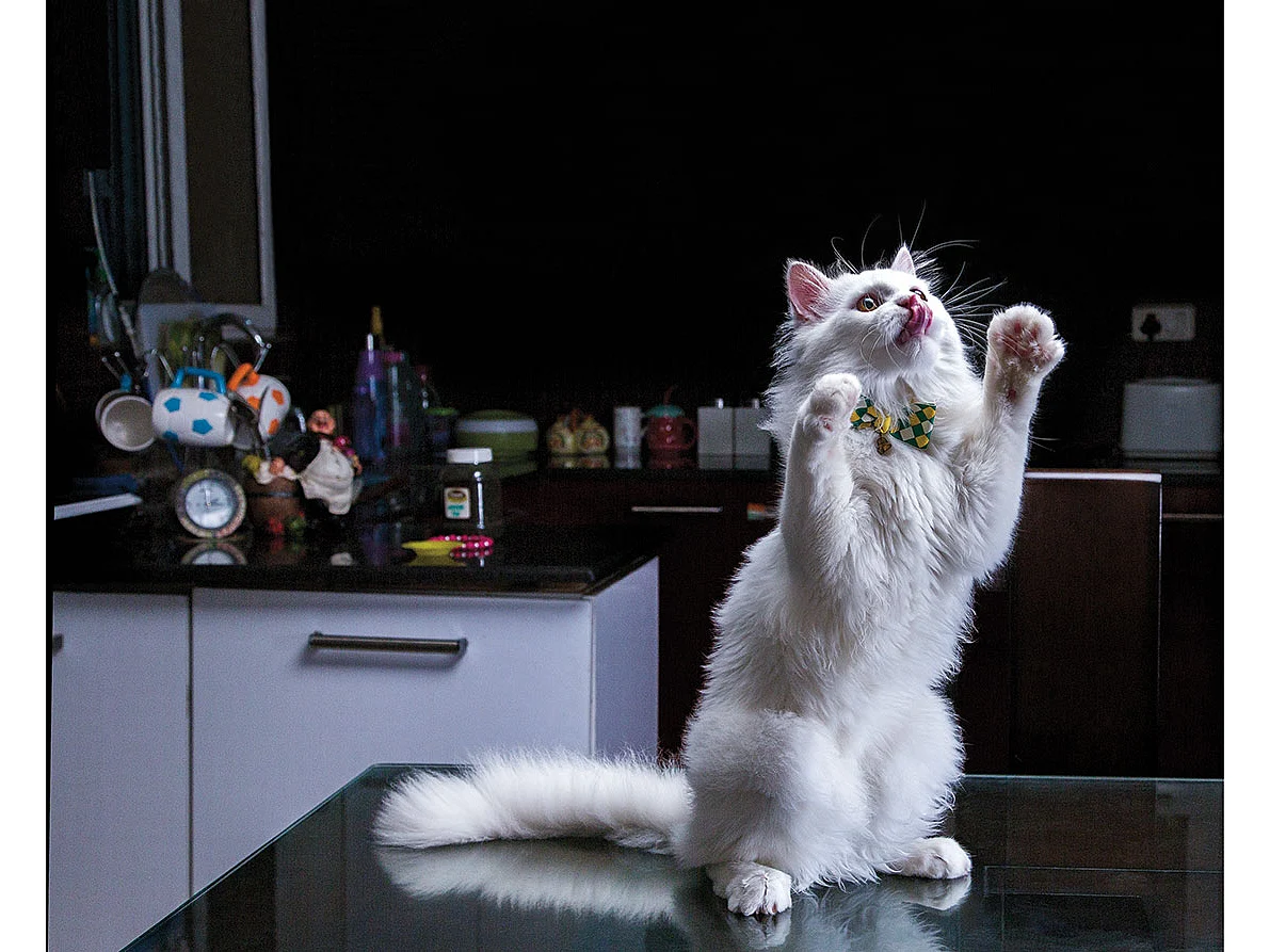 HELLO KITTY: Demand for cats such as Kitty, a Persian, has been rising steadily.