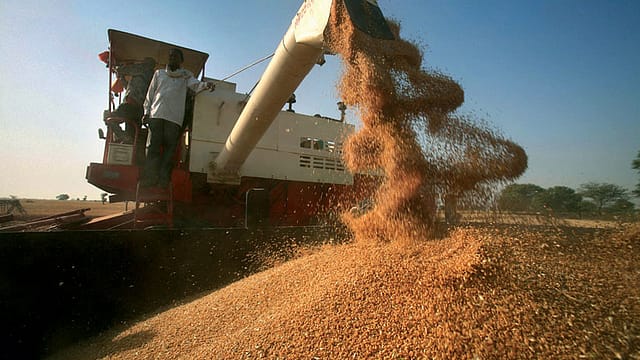 Govt imposes stock limit on wheat to prevent hoarding Govt imposes stock limit on wheat to prevent hoarding