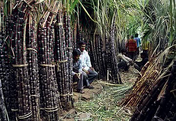 Sugar output jumps 25% in 2025, industry seeks sugar price revision