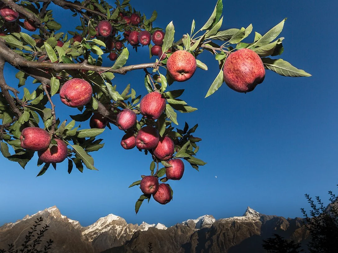 An apple orchard in Himachal Pradesh against the Kinnaur-Kailash mountain range
