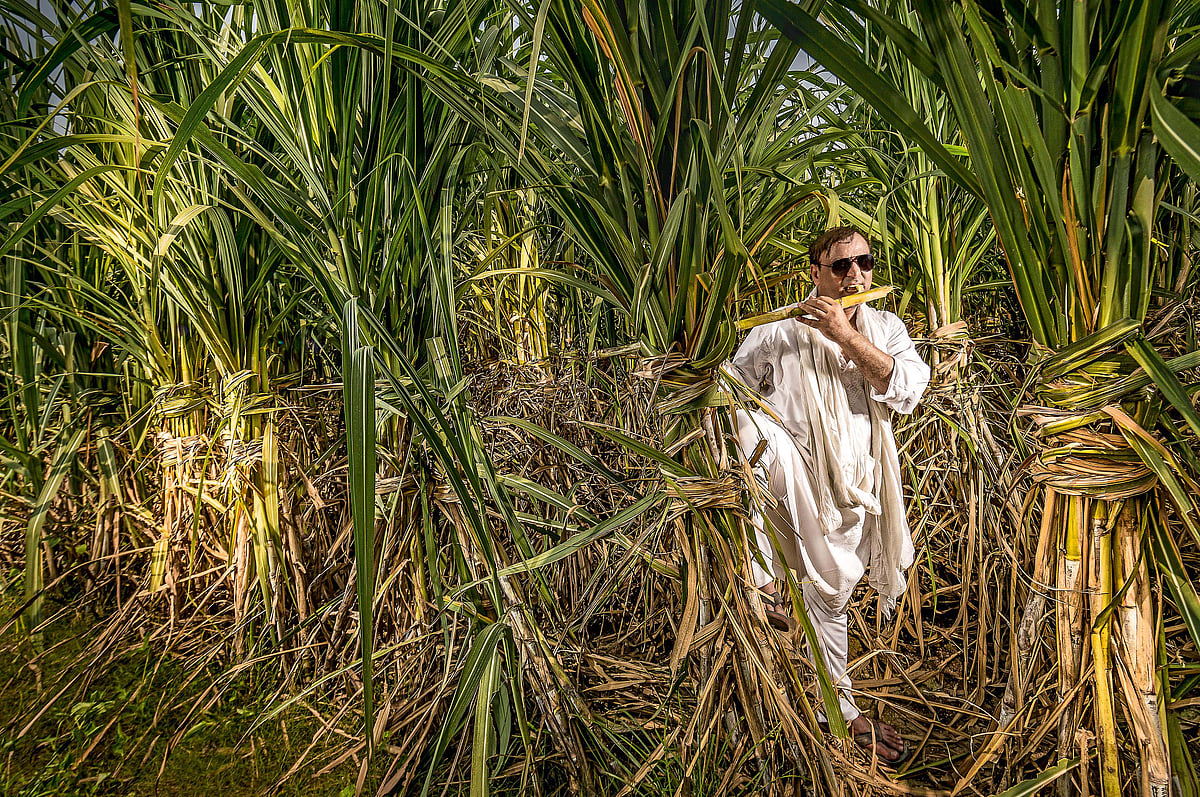 Sugar’s bitter aftertaste