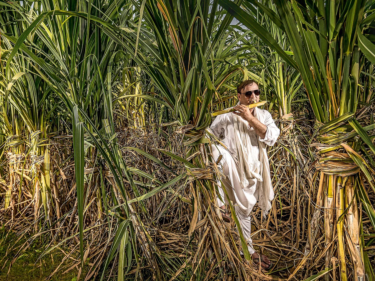 India is the world's second-largest sugar producer after Brazil. 