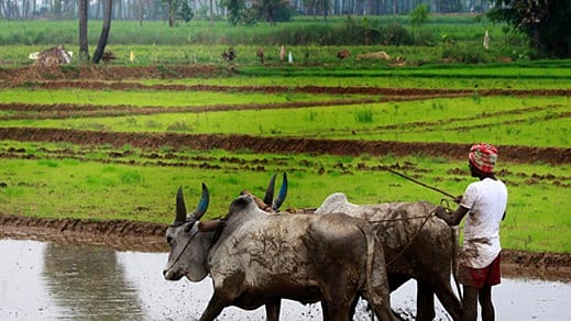 Interim Budget 2019: Last-ditch effort to woo rural voters Interim Budget 2019: Last-ditch effort to woo rural voters