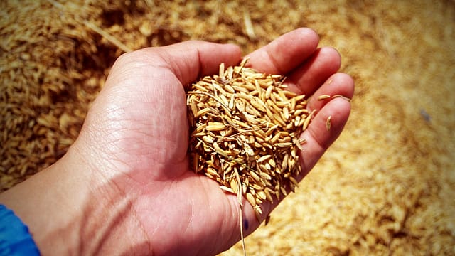 A year of hits and misses: Indian agriculture in 2019 A year of hits and misses: Indian agriculture in 2019