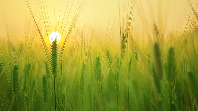 Agribusiness: The latest sector embracing digital technology Agribusiness: The latest sector embracing digital technology