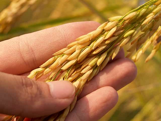 Reconciling India’s food and nutritional security with environmental quality
