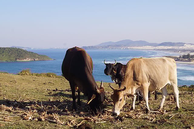 The near billion-dollar trade behind cattle violence in India