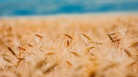 Ion Ceban from Pexels