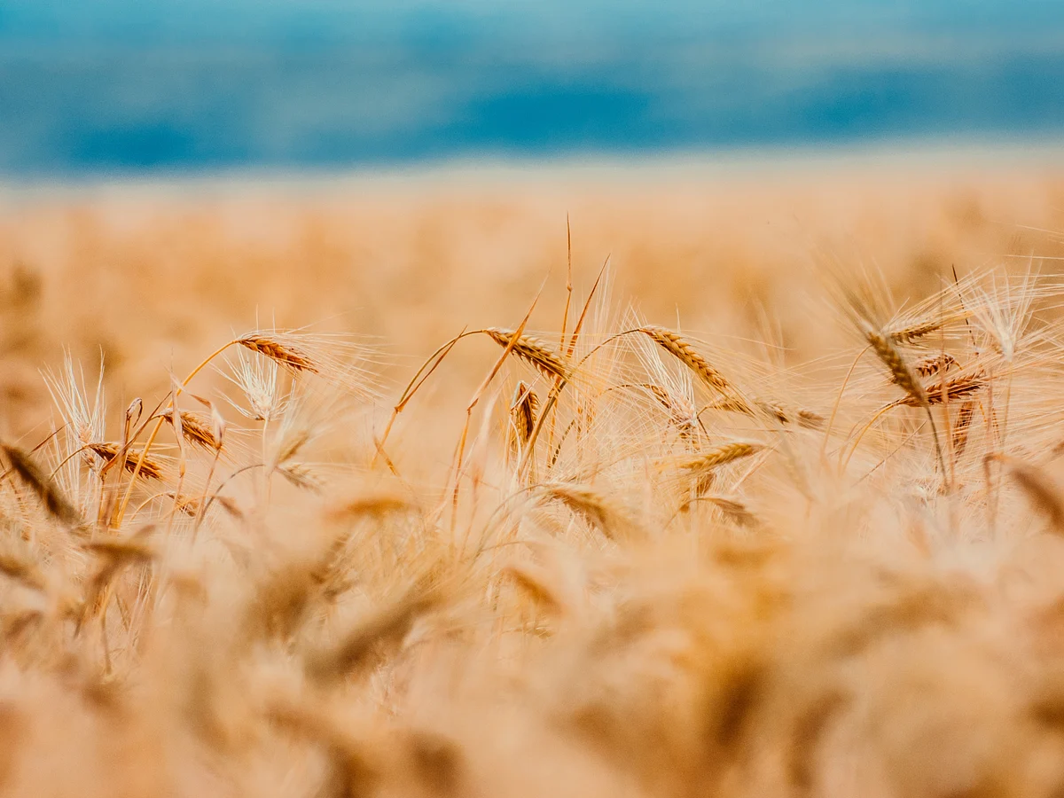 Ion Ceban from Pexels
