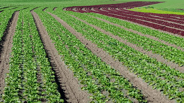 The coronavirus opportunity for Indian organic food The coronavirus opportunity for Indian organic food