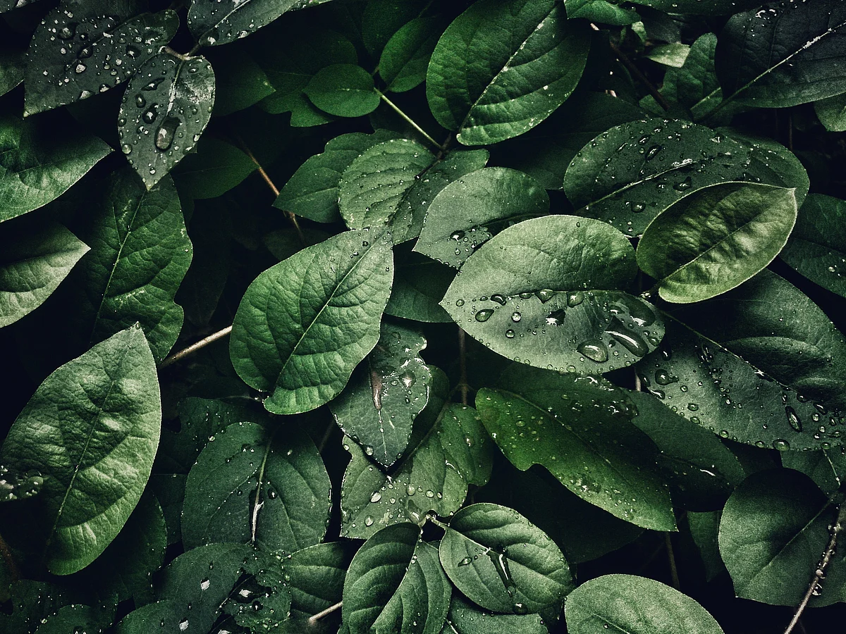 <a href="https://www.pexels.com/@sohail-na-266917?utm_content=attributionCopyText&amp;utm_medium=referral&amp;utm_source=pexels">sohail na</a> from <a href="https://www.pexels.com/photo/close-up-photography-of-leaves-with-droplets-807598/?utm_content=attributionCopyText&amp;utm_medium=referral&amp;utm_source=pexels">Pexels</a>