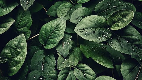 <a href="https://www.pexels.com/@sohail-na-266917?utm_content=attributionCopyText&utm_medium=referral&utm_source=pexels">sohail na</a> from <a href="https://www.pexels.com/photo/close-up-photography-of-leaves-with-droplets-807598/?utm_content=attributionCopyText&utm_medium=referral&utm_source=pexels">Pexels</a>