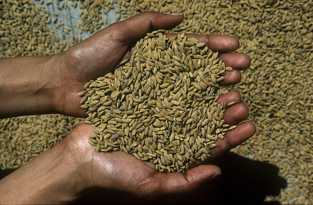 After Covid-19, India’s food advantage