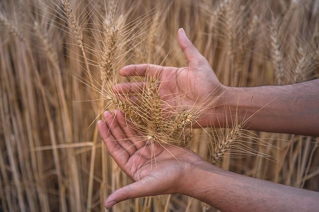 India as the world’s farm  