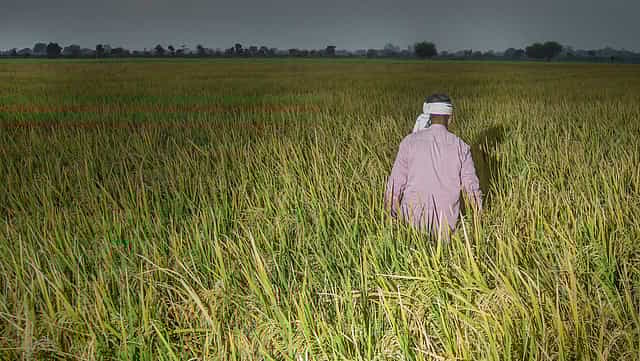 Cabinet hikes MSP for kharif crops for 2022-23