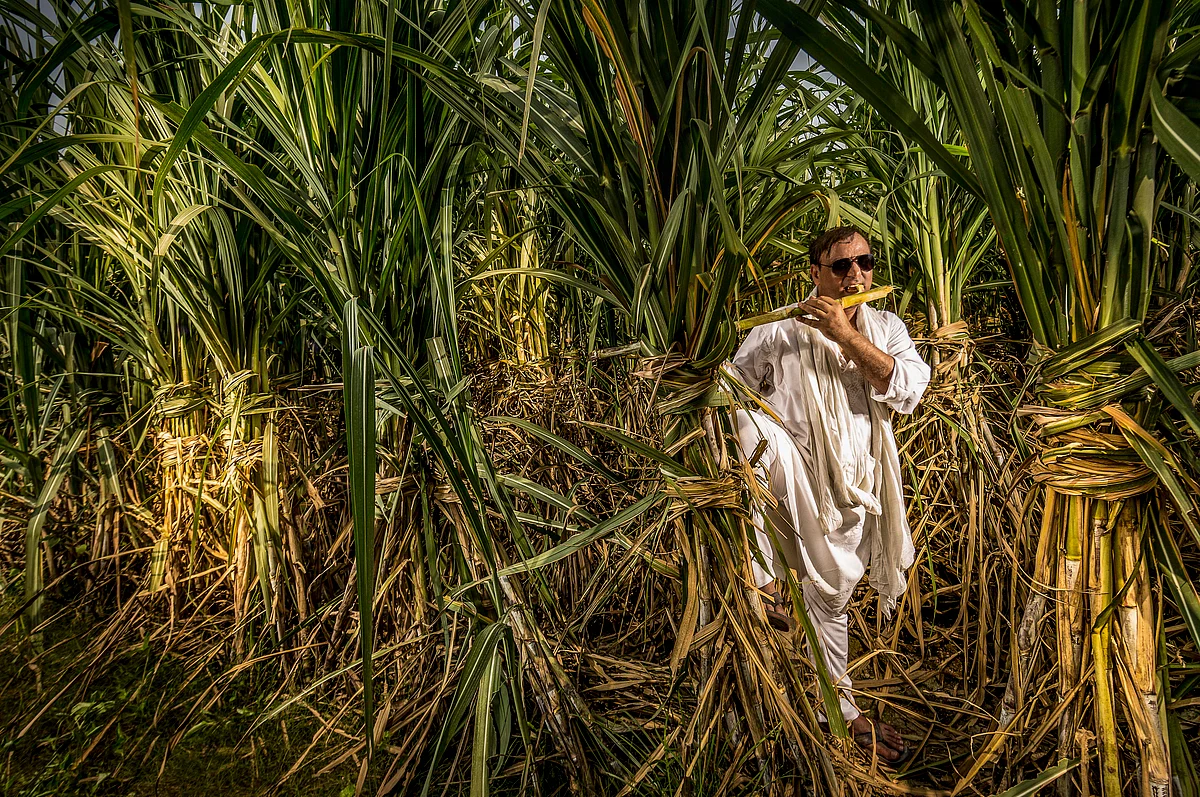 FRP approval will be applicable to sugarcane bought by sugar mills in the sugar season 2023-24 starting with October 1, 2023. 