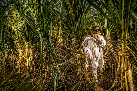 While ethanol (and sugar) prices indicate the revenue of the sugar mills, FRP is the main cost they need to incur to procure the raw material.