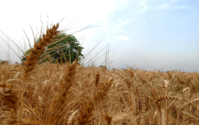 Budget 2022: Food turns way pricier