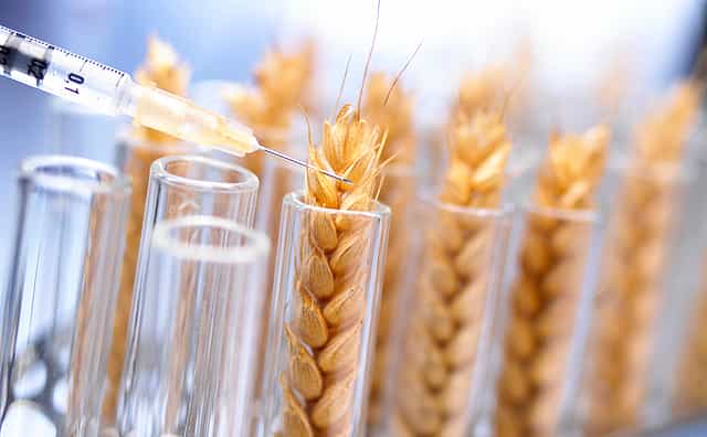 Food regulator's GM food plan faces calls for withdrawal