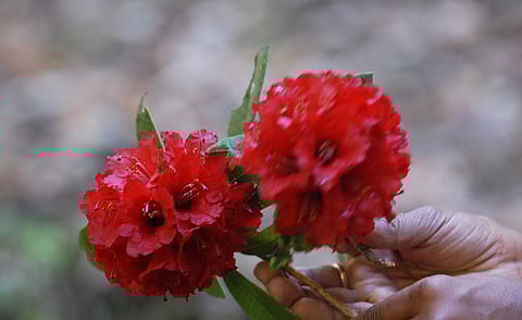Flowers of the Buransh plant