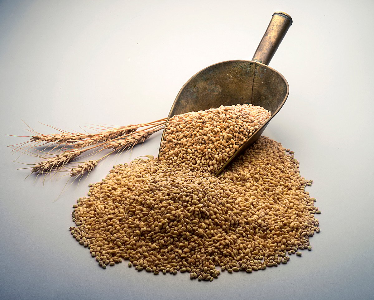 Govt eases ban on wheat exports awaiting customs clearance