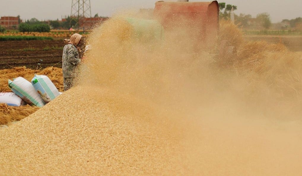Govt curbs on wheat flour export as shipments rise 200% in April-July