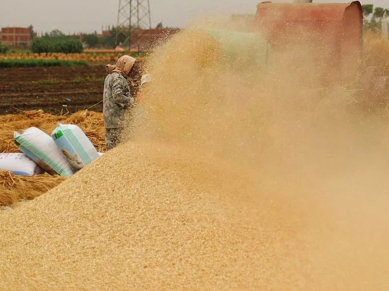 The government, on May 13, restricted wheat exports to manage the overall food security situation in India. 