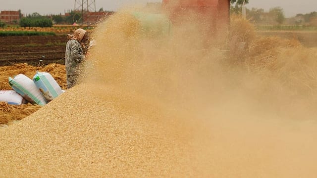 Don't bash India for wheat exports; look who else banned it! Don't bash India for wheat exports; look who else banned it!