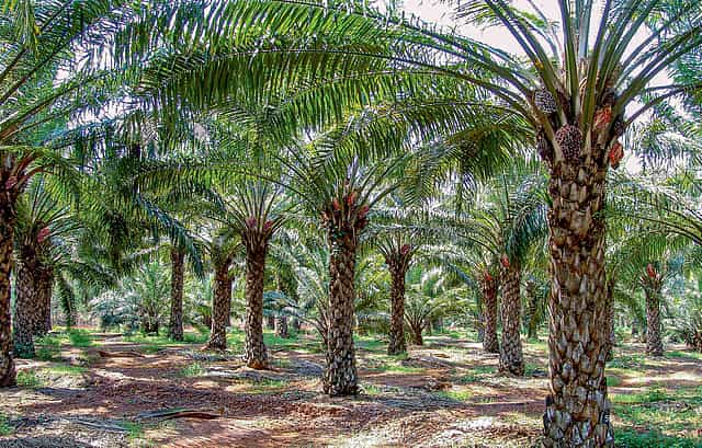 India’s Quest For Self-sufficiency In Edible Oils