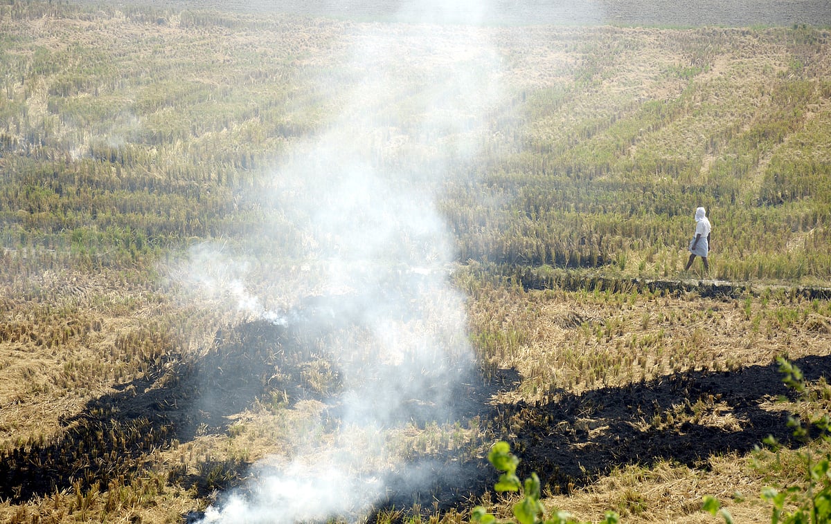 Stubble burning: Centre to offer financial help for torrefaction, pelletisation plants